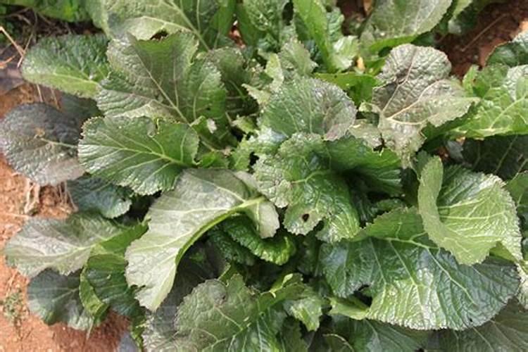 甜冠冠菌素高温造成药害吗