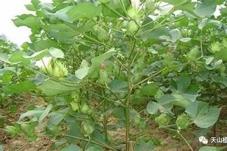 棉花后期需要什么肥料