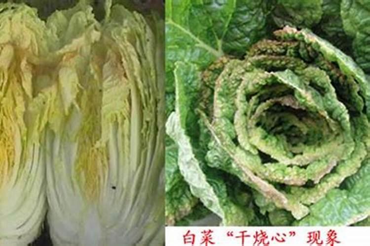 白菜打磷酸二氢钾好不