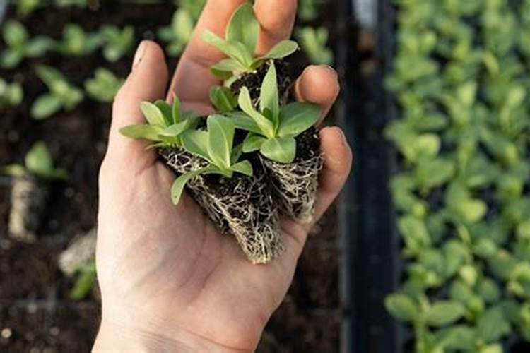 养花哪种肥料最好;家庭养花十大最好花肥