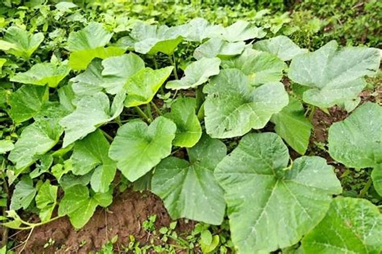 南瓜藤旺长不结瓜怎么控制