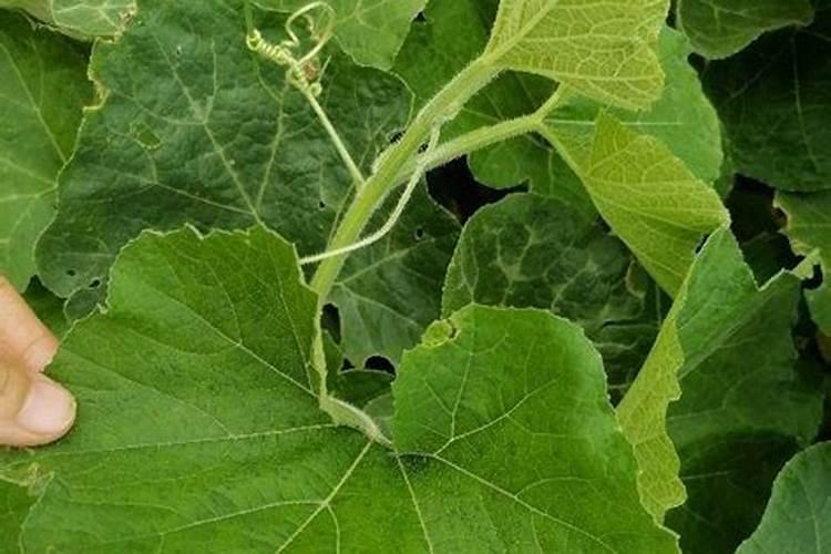 当南瓜出现坏瓜烂瓜别着急,在这个地方碰一碰,之后藤条上都是满满...