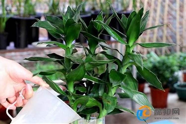 水养富贵竹可以放尿素肥吗