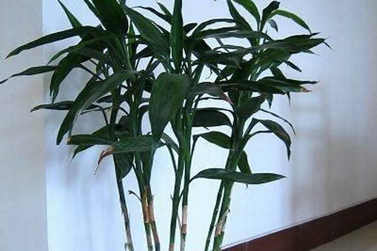 水养富贵竹施什么肥？