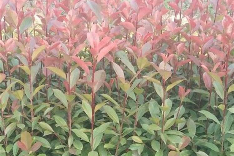 红叶石楠的快速育苗方法