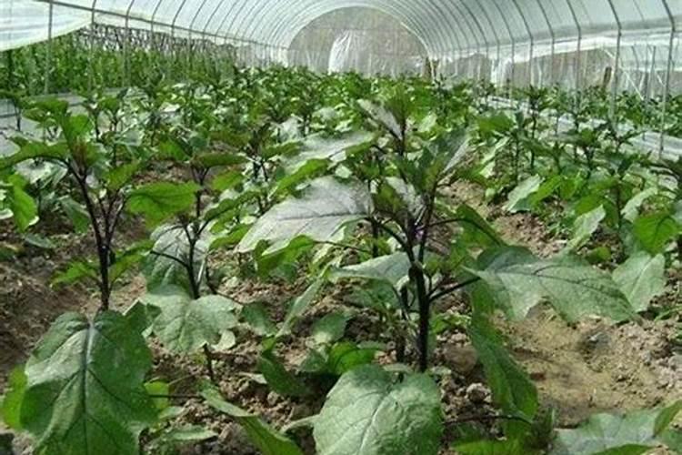 种茄子用什么肥料最好