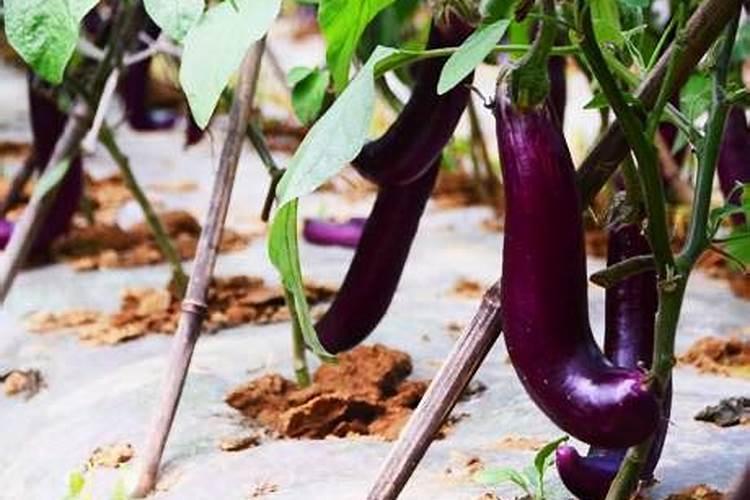 茄子施什么肥长得最好