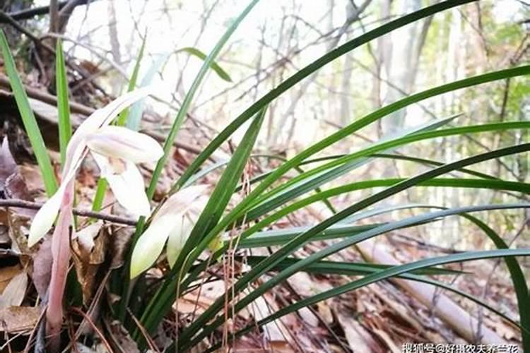 兰花用什么肥料最好？