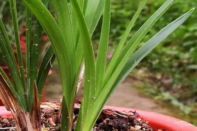 兰花弱苗能不能施肥？多长时间施一次最好？