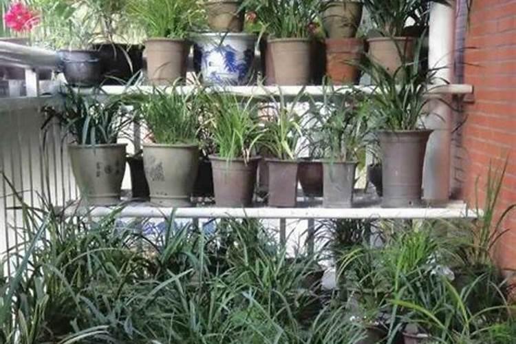 盆栽兰花怎么防止烂根？