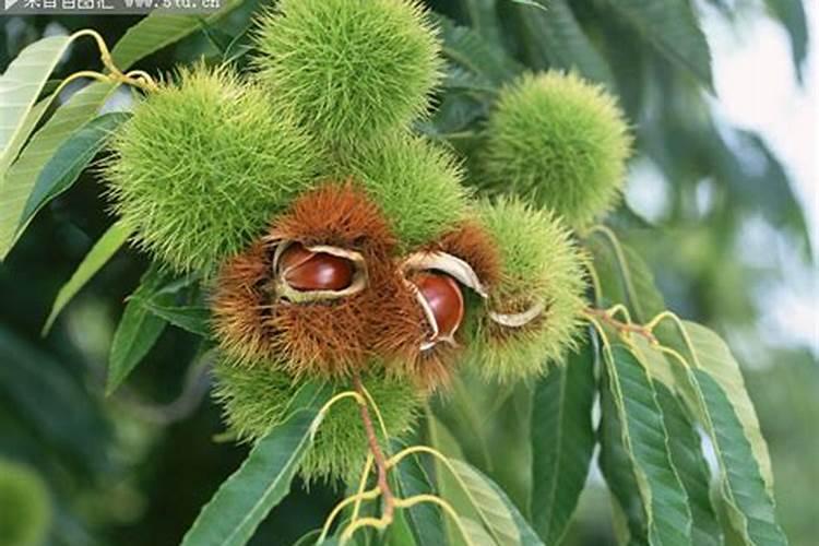 水稻黄叶病用什么农药