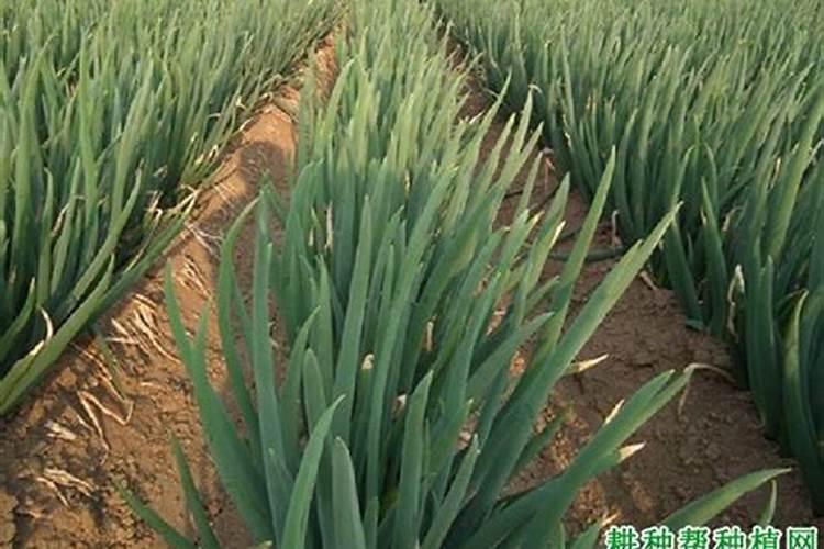 锌肥不能和什么混用