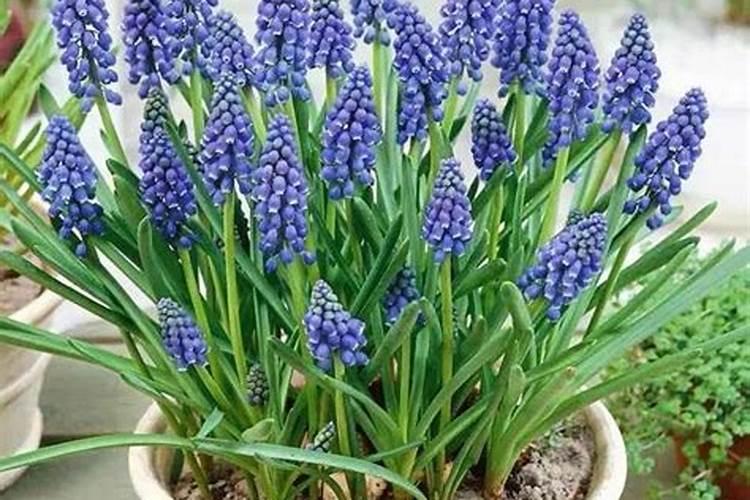 葡萄风信子怎么施肥