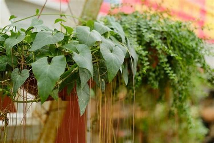 锦屏藤有几个根呢