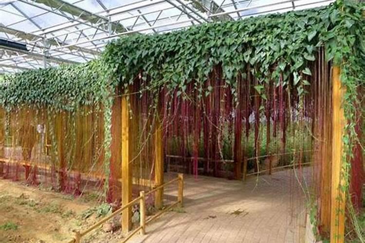 如何让植物在家里墙上