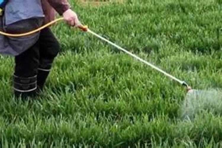 水稻稻曲病怎么样防治？