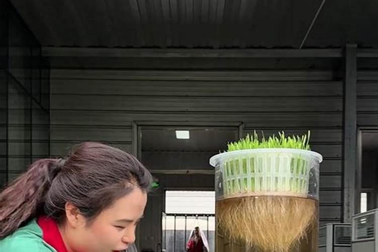 壮力星含氨基酸水溶肥料含激素吗根乐