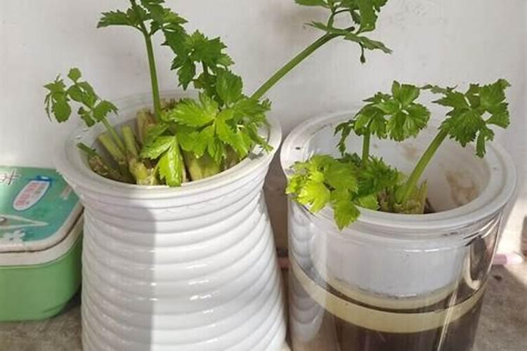 芹菜根可以种出芹菜吗(芹菜根栽在土里能长出芹菜吗)