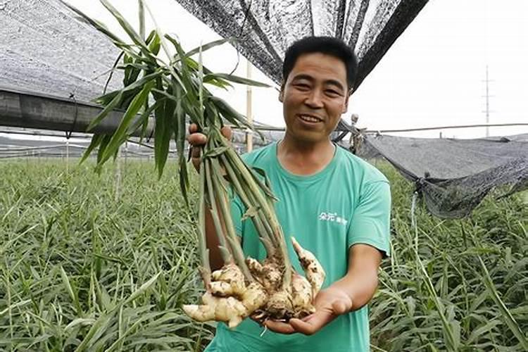 草莓结果期用什么冲施肥好？草莓膨大期用什么水溶肥好？