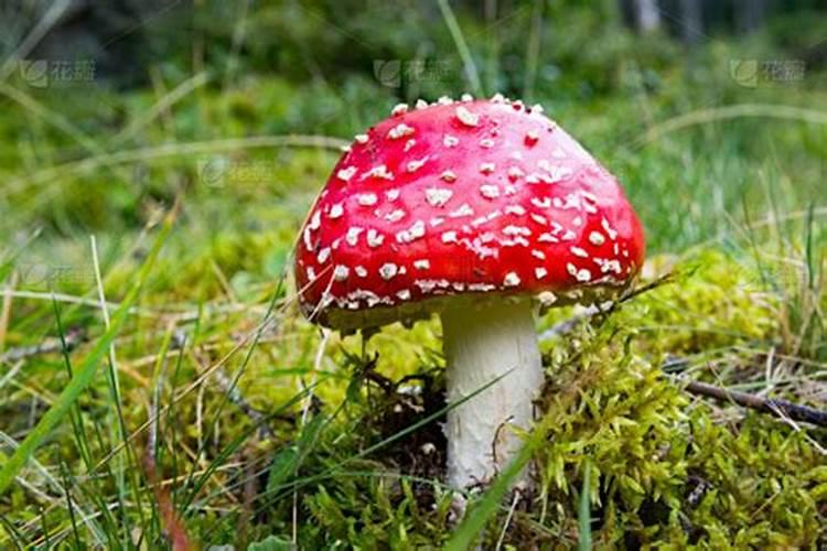 草莓用什么叶面肥