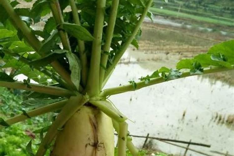 萝卜膨大期施什么肥 萝卜膨大期施什么肥为好