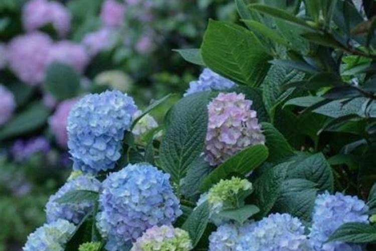 绣球秋天如何施肥