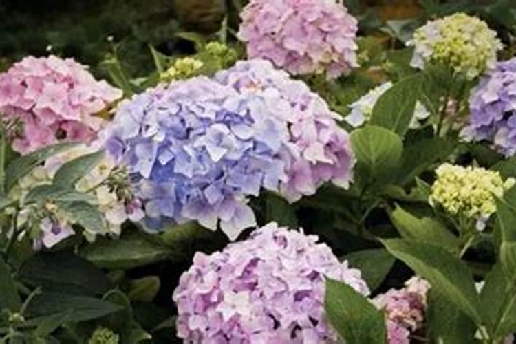 绣球花秋天怎么施肥