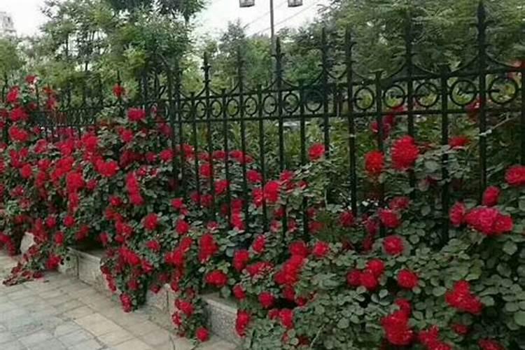 藤本月季怎么施肥