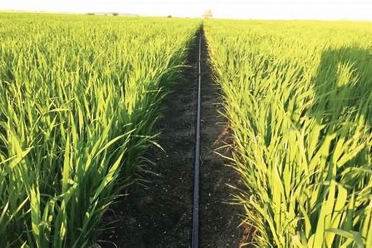 玉米常见的含磷的碱性普通肥料及水溶滴灌肥料有几种,最简介