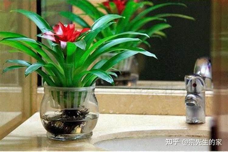 水培植物增氧与增肥的方法介绍