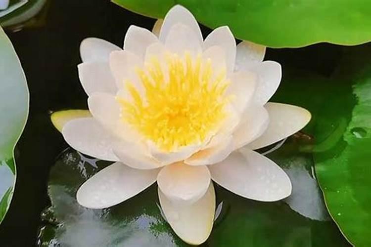 睡莲盆景要怎样施肥？