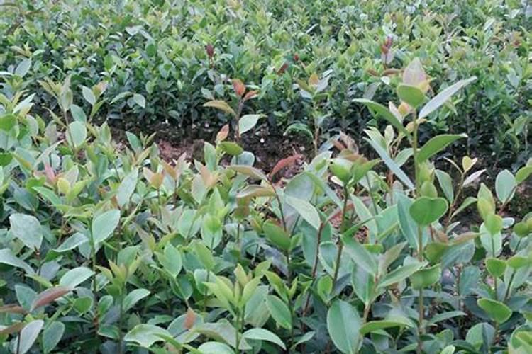 油茶树用什么肥料比较好油茶树用什么肥料比较好油茶树施什么肥比较...