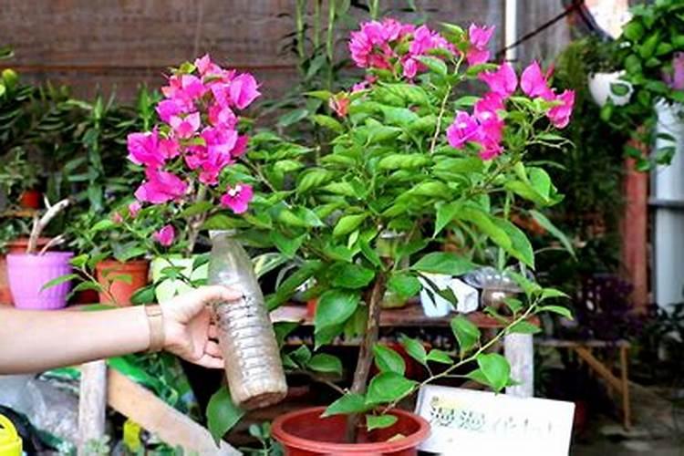 怎么给花补氮肥