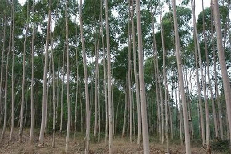 华沃特桉树专用肥质量如何