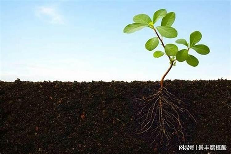 种大蒜可以用复合肥做底肥吗