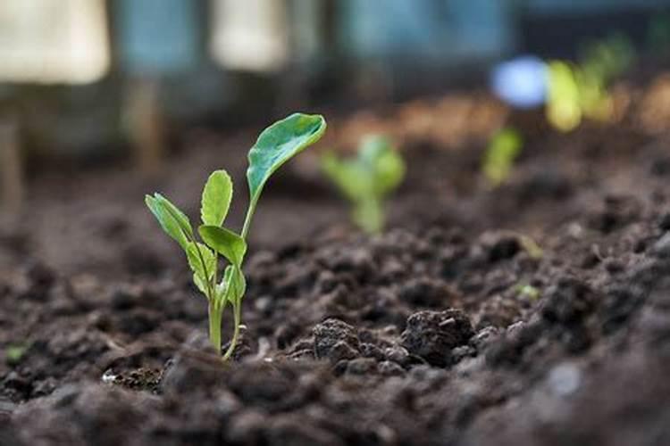 种植蚕豆对环境有什么要求