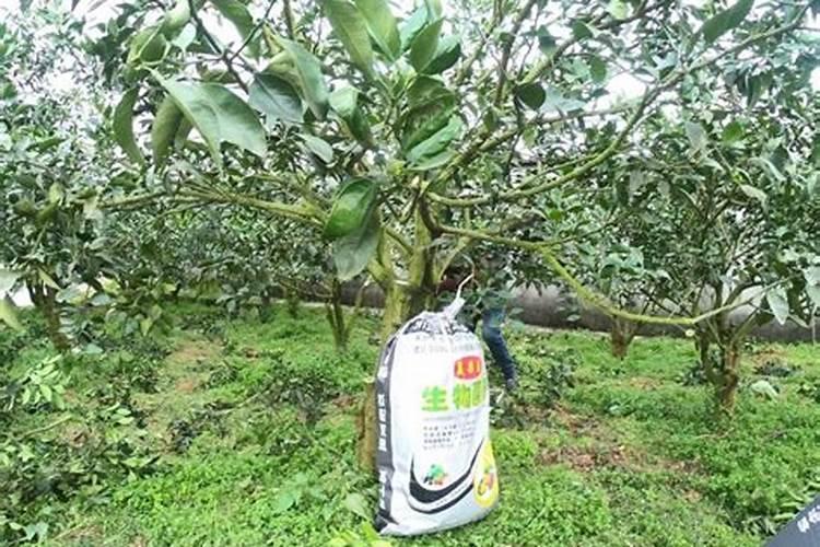 锯末做营养土最快的制作方法