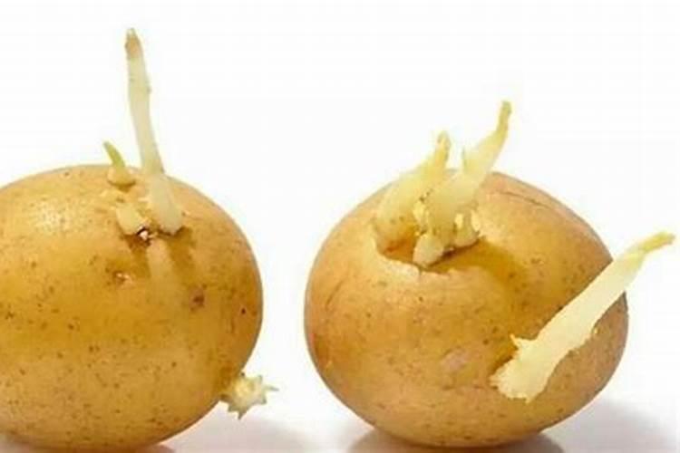 醋做叶面肥的比例和效果如何？