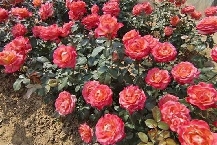 月季花施肥需要注意什么