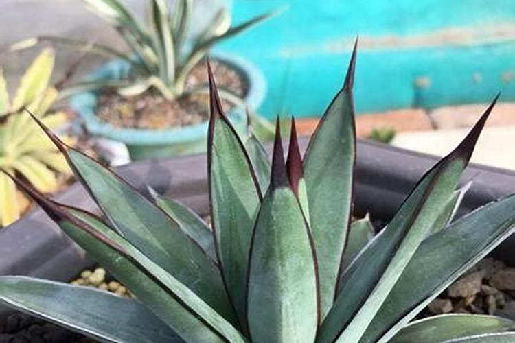 多肉龙舌兰怎么养