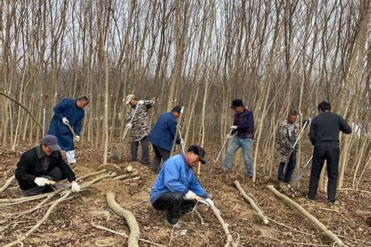 刚种荔枝苗种下多久可以施肥