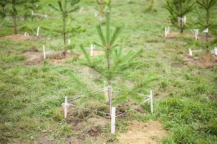 刚种荔枝苗种下多久可以施肥