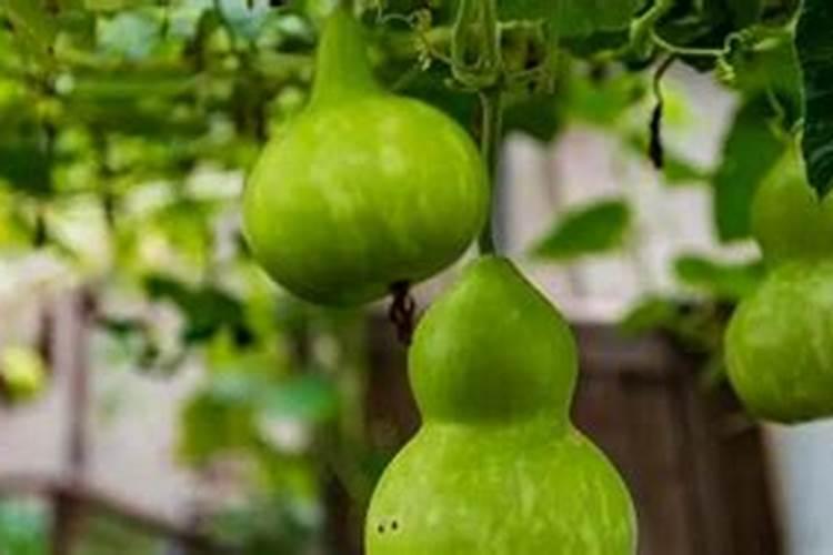 葫芦只开花不结果的原因是什么