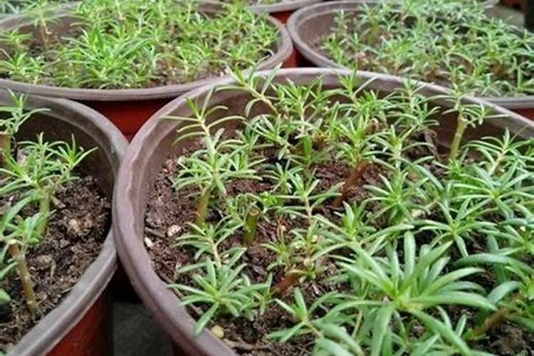 太阳花扦插后多久可以施肥