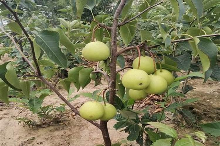 果树花芽用硫酸二氢钾行吗