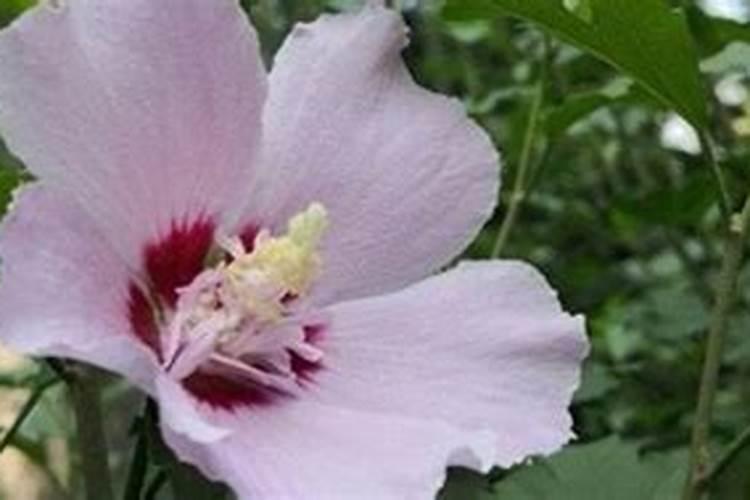 木槿花浇什么肥料合适