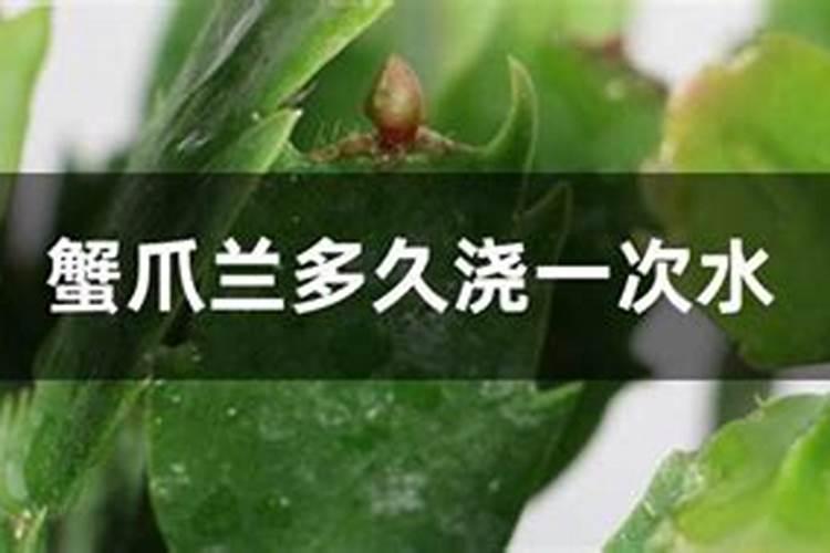 蟹爪兰北方冬天怎么养,冬天多久浇一次水