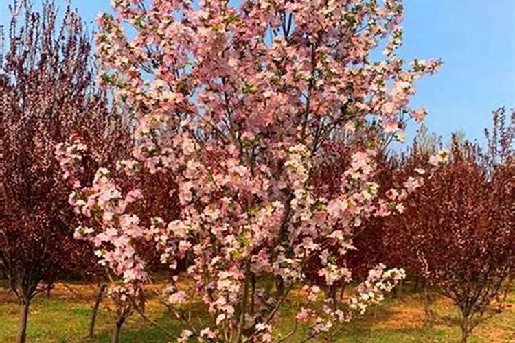 西府海棠花期有多长,如何养护？