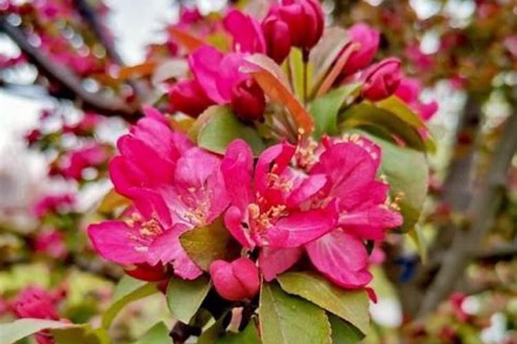 西府海棠花期有多长,如何养护？