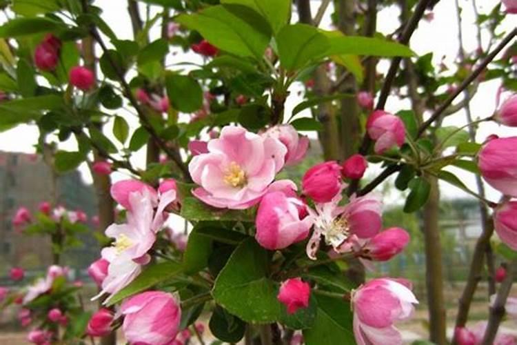 西府海棠怎么养护(有关西府海棠的养殖注意事项)